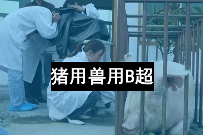 教您怎樣使用獸用B超機(jī)？