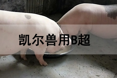 豬場獸用B超機(jī)怎么使用檢查懷孕母豬？